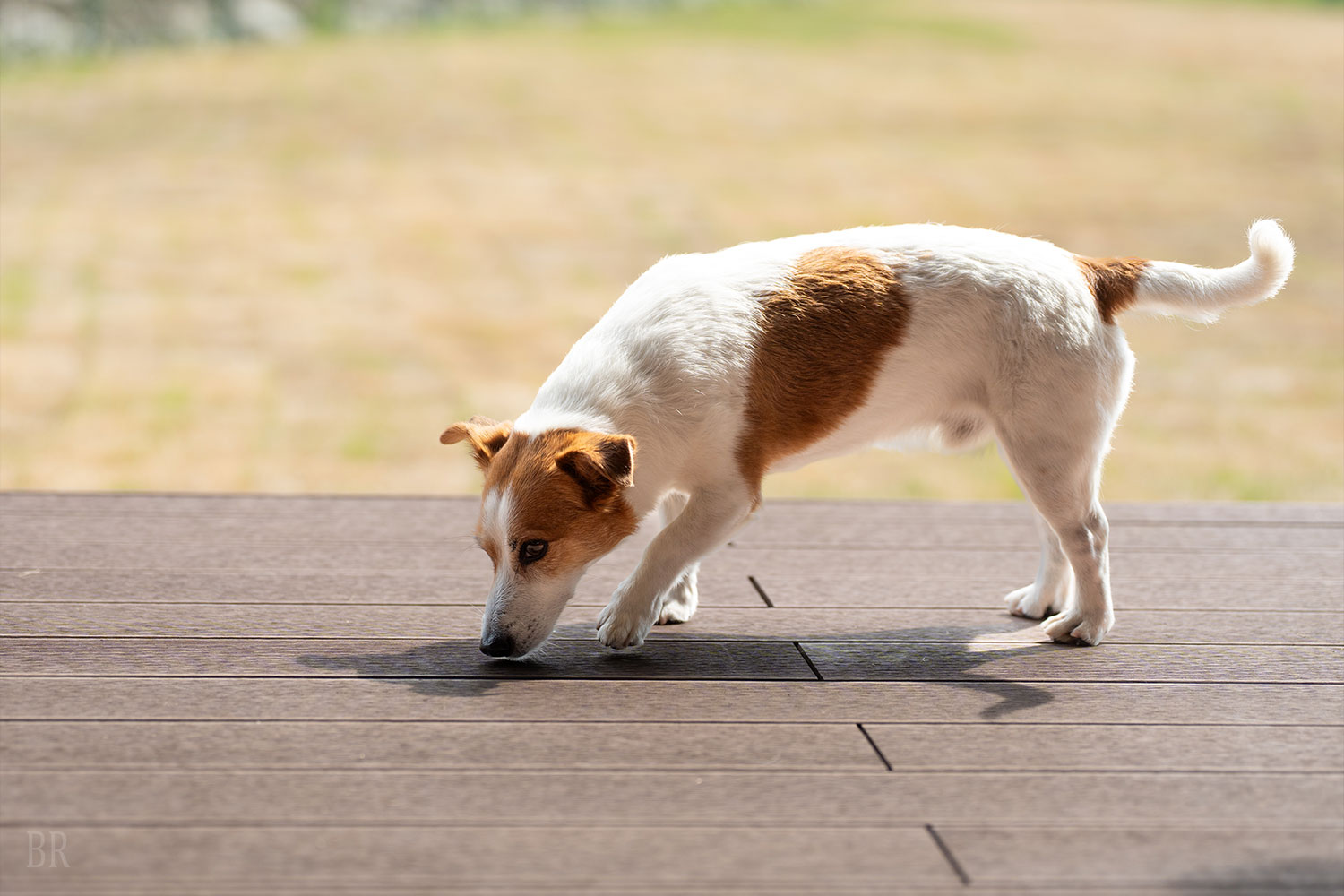 愛犬の宿泊料金は無料