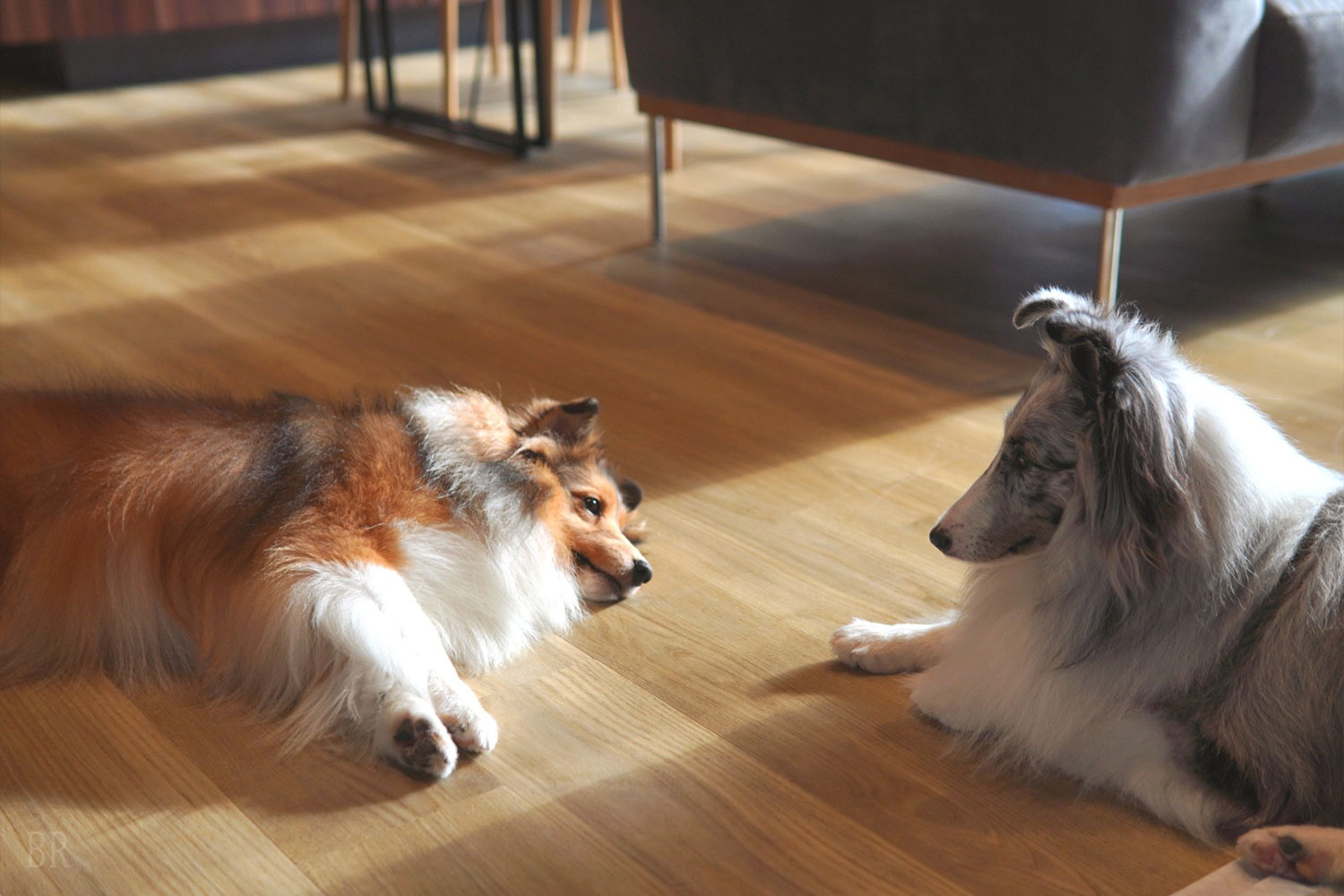 犬種・頭数制限なし！愛犬みんなで宿泊OK