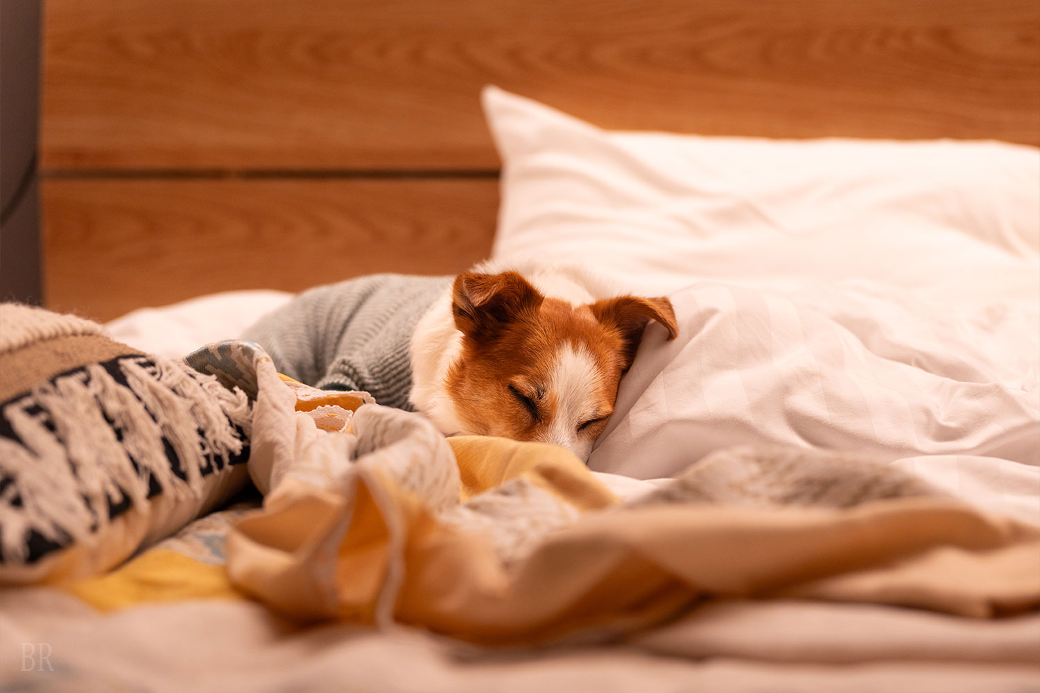 愛犬と一緒に、添い寝OK