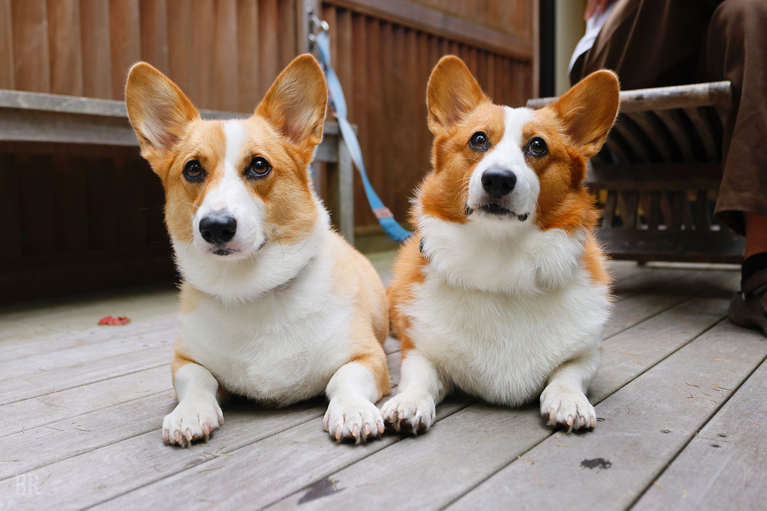 愛犬と宿泊