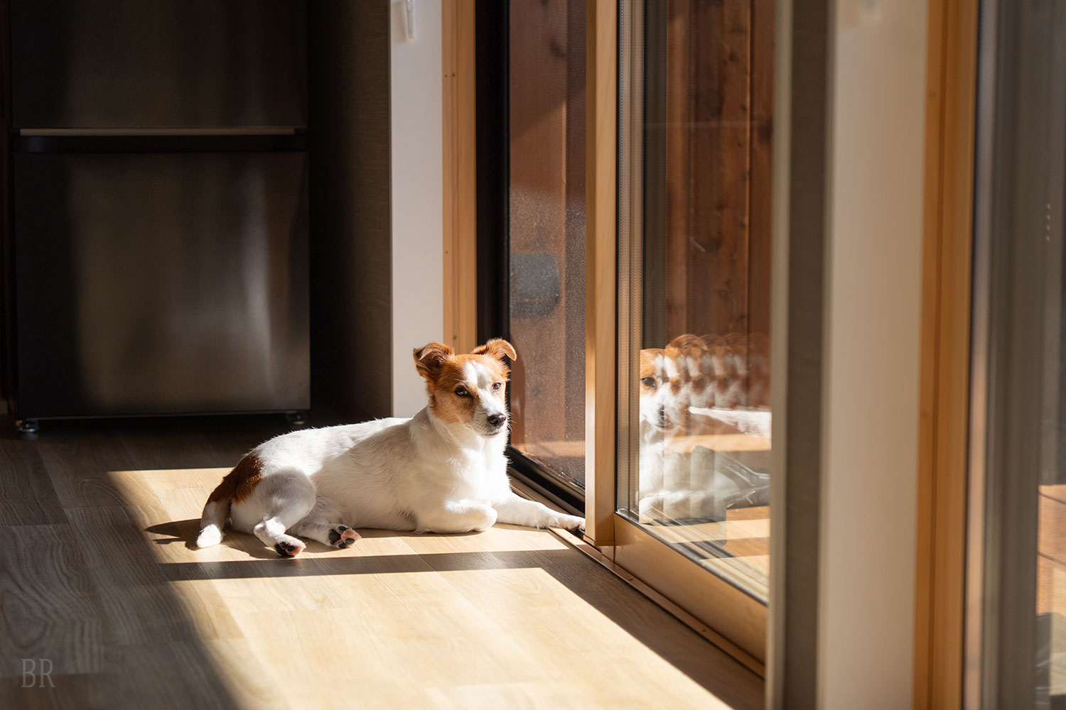 愛犬と宿泊